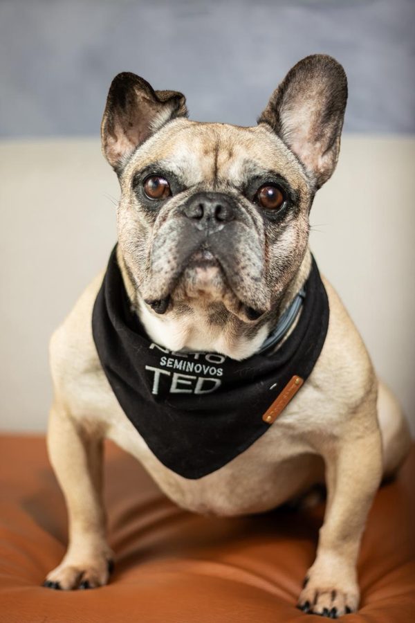 Ted, cachorro da raça buldogue francês de pelagem clara, usando a bandana da Neto Seminovos com o nome dele