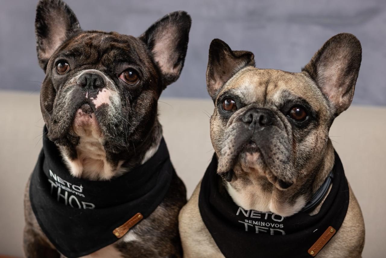 Thor e Ted, os dois buldogues franceses da Neto Seminovos, cada um com sua bandana