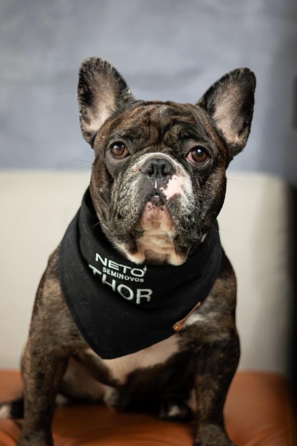 Thor, cachorro da raça buldogue francês de pelagem rajada, usando a bandana da Neto Seminovos com o nome dele